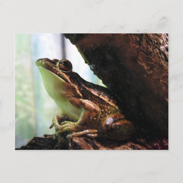 Green and golden bell frog announcement postcard (Front)