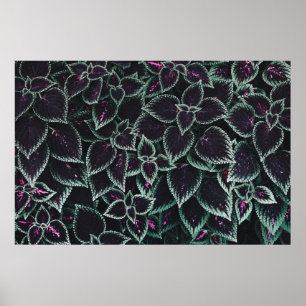 Green-and-maroon leaf plants poster