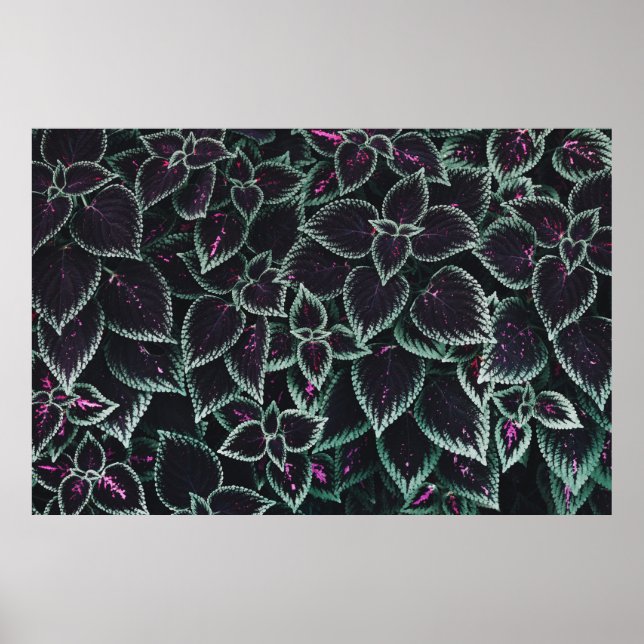 Green-and-maroon leaf plants poster (Front)