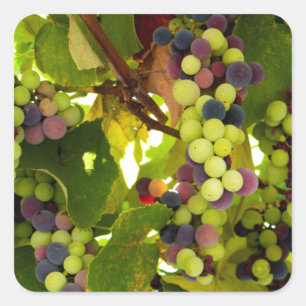 Green and Purple Grapes Growing on the Vine Square Sticker