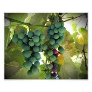 Green and Purple Grapes on the Vine Vineyard Print