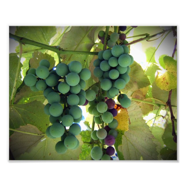 Green and Purple Grapes on the Vine Vineyard Print (Front)