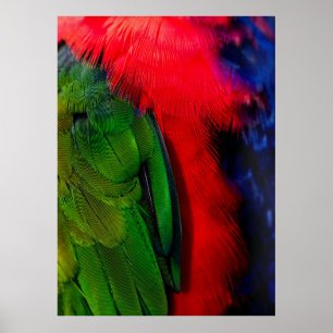 Green and red bird tails poster