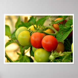 Green and Red Cherry Tomatoes on the Vine Poster