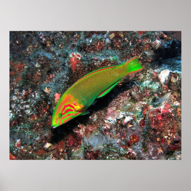 Green and Red Wrasse Poster (Front)
