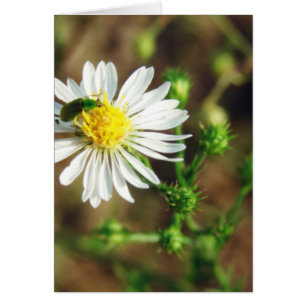 Green and White Flower and Insect Blank Inside