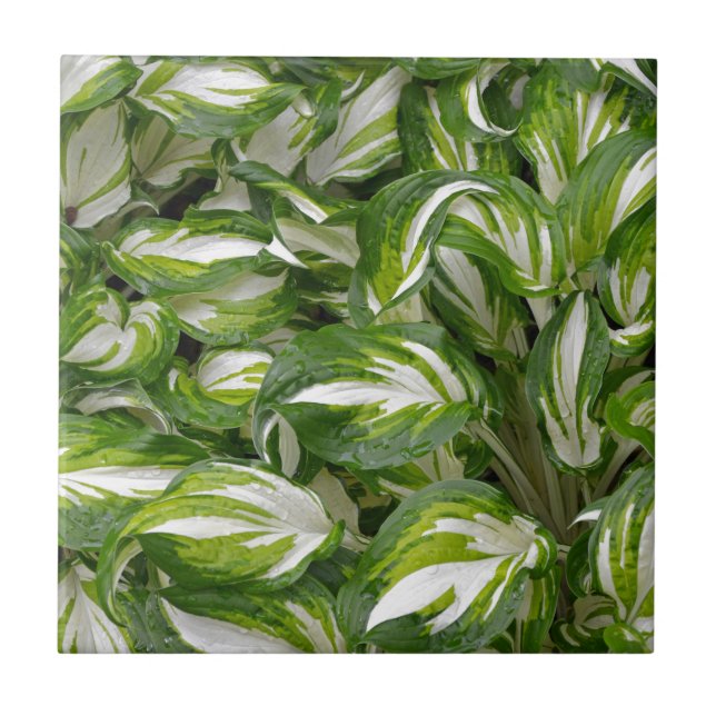 Green and white striped hosta leaves ceramic tile (Front)