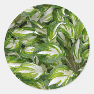 Green and white striped hosta leaves classic round sticker