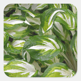 Green and white striped hosta leaves square sticker