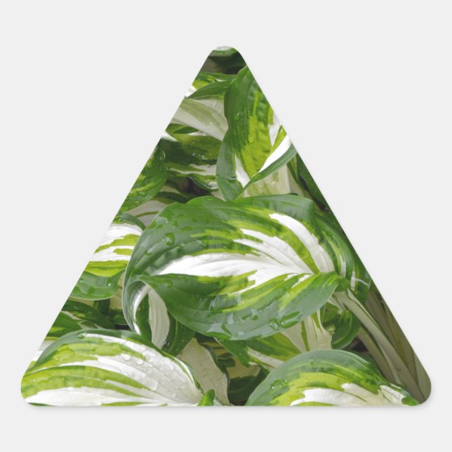 Green and white striped hosta leaves triangle sticker (Front)