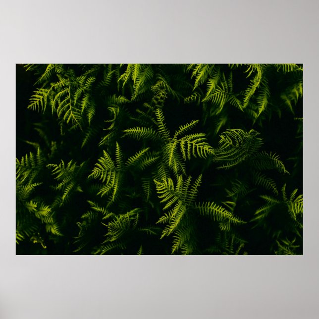 GREEN AND YELLOW LEAF PLANT POSTER (Front)