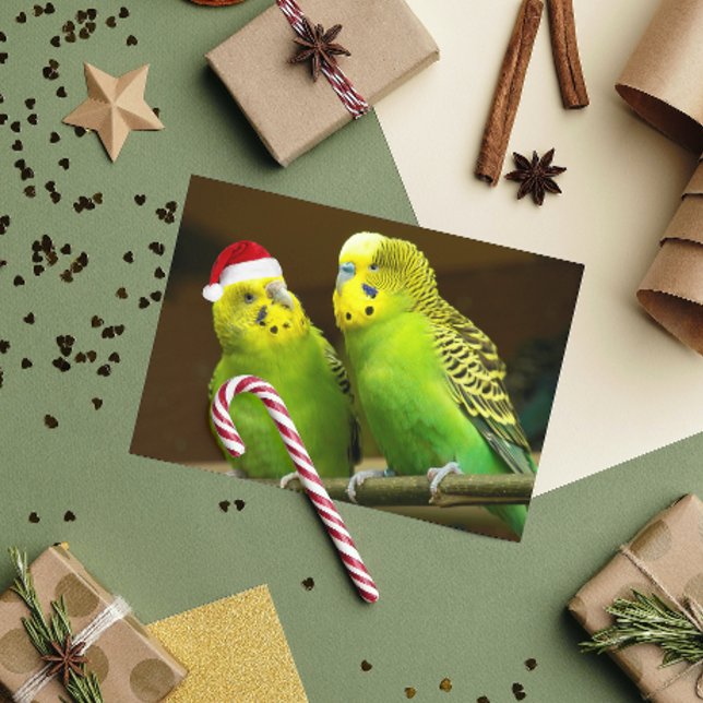 Green and Yellow Parakeet in Santa Hat Funny Holiday Card (In Situ)