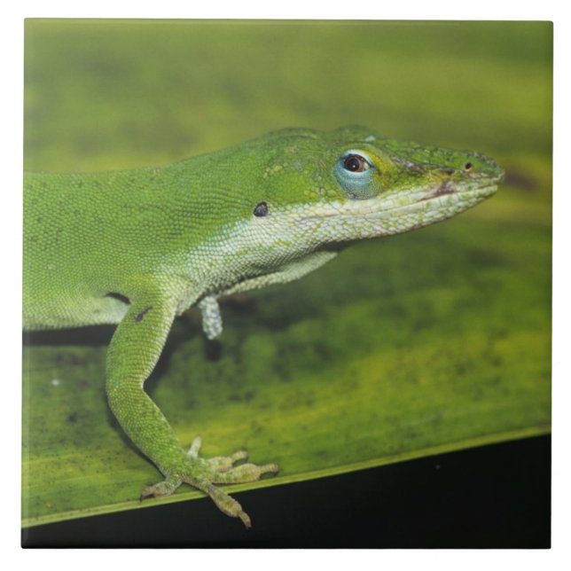 Green Anole, Anolis carolinensis, adult on palm Ceramic Tile (Front)