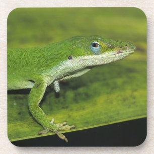 Green Anole, Anolis carolinensis, adult on palm Coaster