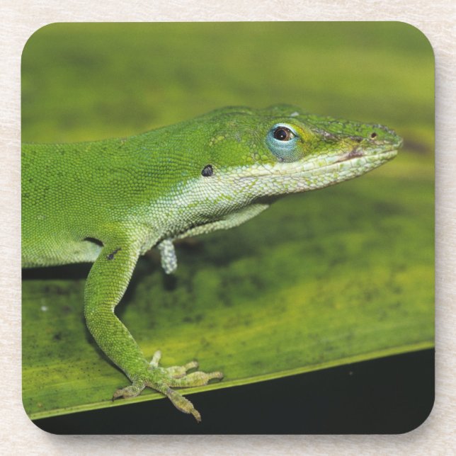 Green Anole, Anolis carolinensis, adult on palm Coaster (Front)