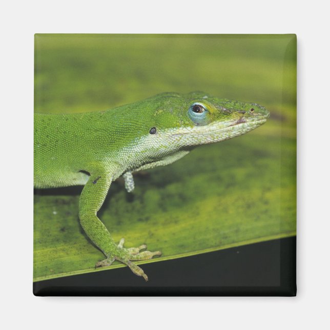 Green Anole, Anolis carolinensis, adult on palm Magnet (Front)