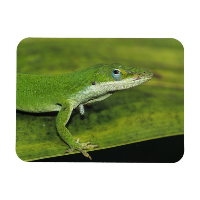 Green Anole, Anolis carolinensis, adult on palm Magnet (Horizontal)