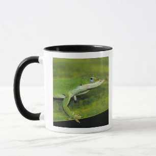 Green Anole, Anolis carolinensis, adult on palm Mug