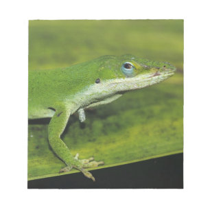 Green Anole, Anolis carolinensis, adult on palm Notepad