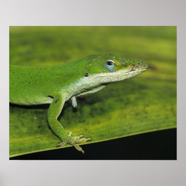 Green Anole, Anolis carolinensis, adult on palm Poster (Front)