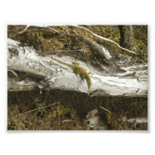 Green Anole BIG ISLAND HAWAII Photo Print