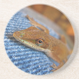 Green Anole Lizard Coaster