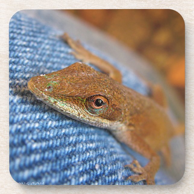 Green Anole Lizard Coaster (Front)