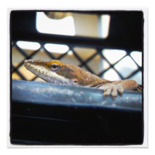Green Anole Lizard Colour Prints