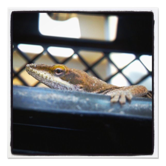 Green Anole Lizard Colour Prints (Front)