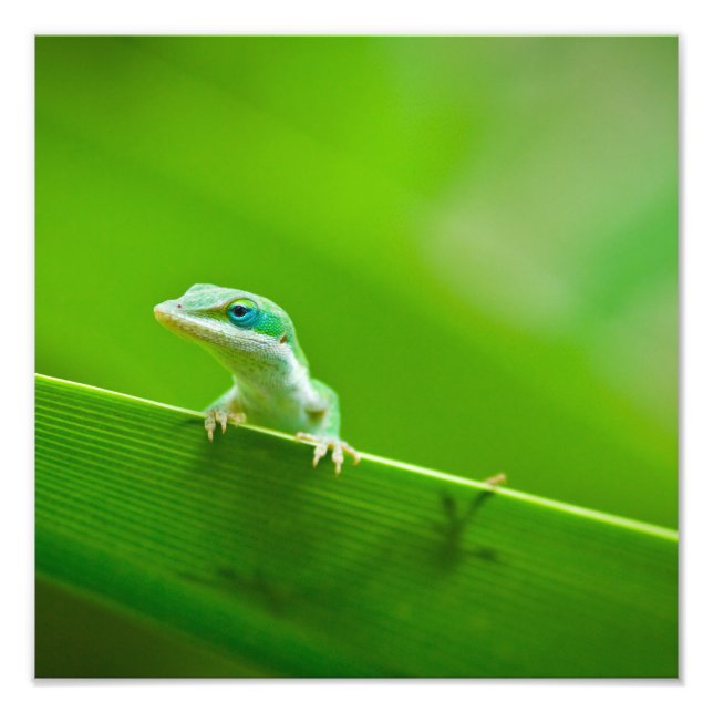 Green Anole Lizard Encounter Art Photography Photo Print (Front)
