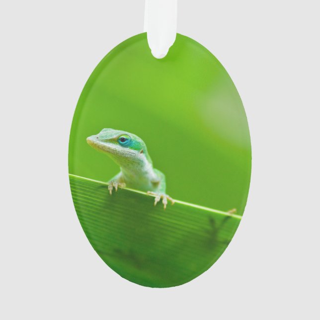 Green Anole Lizard Encounter Ornament (Back)