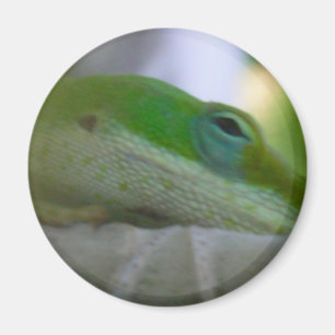 Green Anole Lizard Magnet