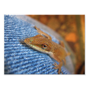Green Anole Lizard Photo Print