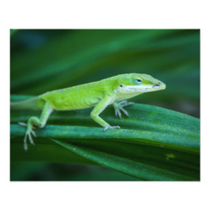 Green Anole Lizard Photo Print