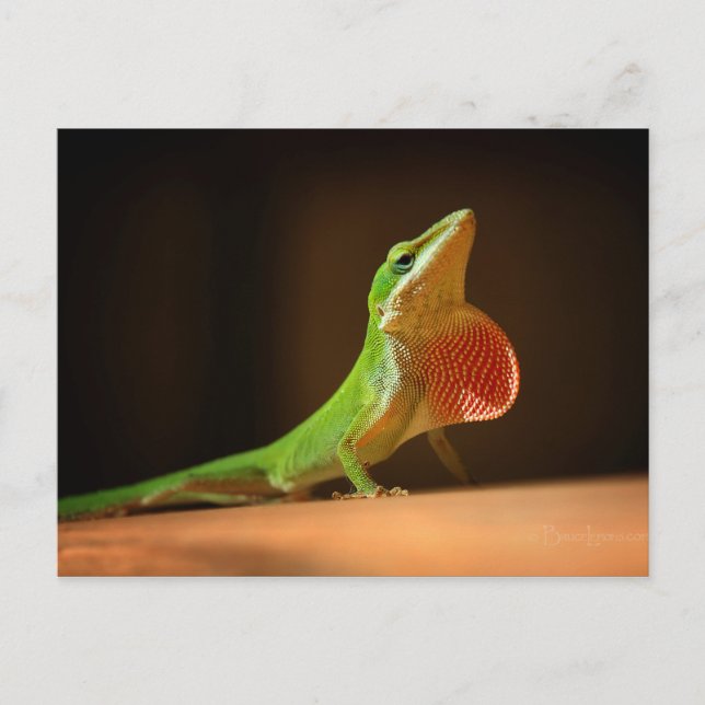 Green Anole Lizard with Red Thraot Postcard (Front)