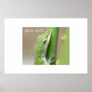 Green Anole Poster