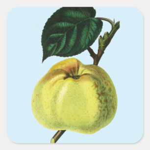 green apple on a tree fruit botanical illustration square sticker
