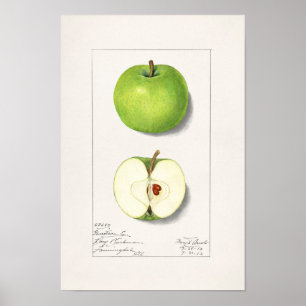 Green Apples (Malus Domestica) Fruit Painting Poster