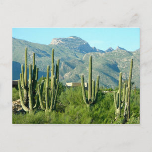 "Green Arizona" Postcard