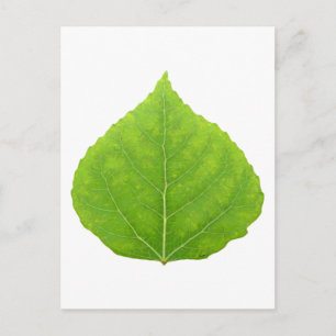 Green Aspen Leaf #11 Postcard