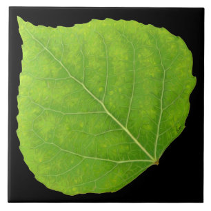 Green Aspen Leaf #11 Tile