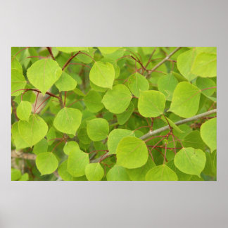 green aspen leaves poster