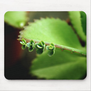Green Baby Succulents Plant Nature Photo Mousepad