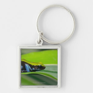 Green-backed mantella key ring