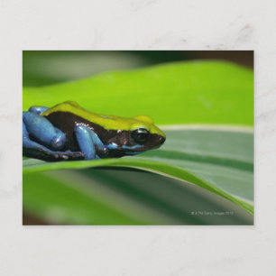 Green-backed mantella postcard