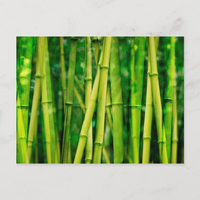 Green Bamboo Postcard (Front)