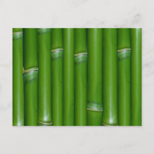 Green Bamboo Postcard