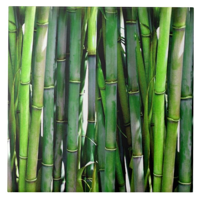 Green Bamboo Stalks Nature Photography Ceramic Tile (Front)