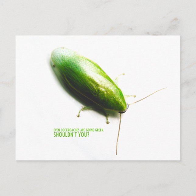 Green Banana Cockroach - Panchlora nivea Postcard (Front)