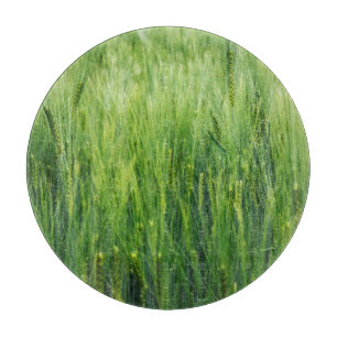 Green barley field, spring closeup. cutting board